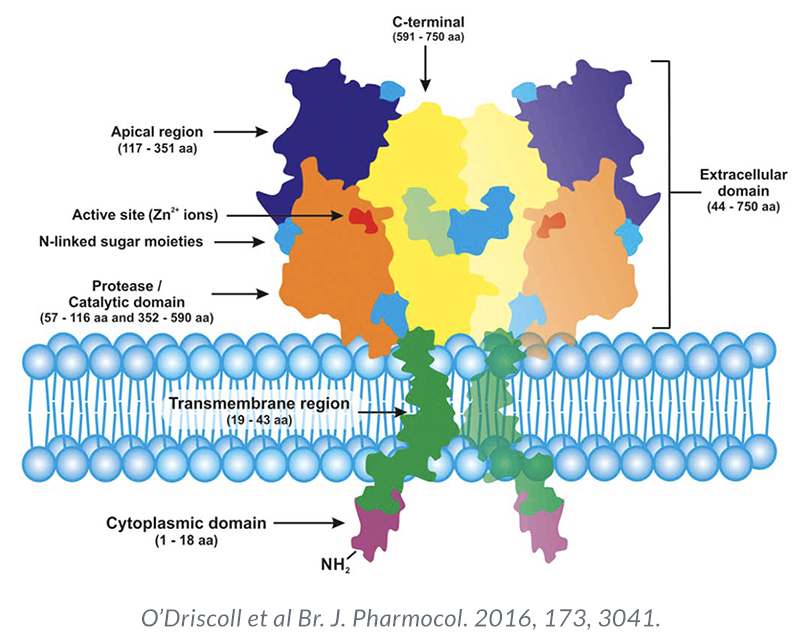 Technology Prostate Specific Membrane Antigen PSMA Cancer 